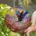 Bald Eagle Soaring Canyon Stained Glass Art - Radiant Sun Red-Brown Purple Pink Rocks Stained Glass Suncatcher - 2