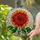 Dahlia Flower Stained Glass Tiffany Style Mosaic - Fiery Orange Red Green Jewel Tones Stained Glass Suncatcher - 2