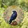 Black Raven Pink Flowers Stained Glass Luminous Sky - Iridescent Tiffany Style Wall Art Stained Glass Suncatcher - 1