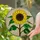 Tiffany Style Stained Glass Sunflower Bird Black White Yellow - Green Leaves Mosaic Decor Stained Glass Suncatcher - 2