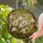 Magnolia Flower Stained Glass Mosaic Window Art - Tiffany Inspired Floral Home Decor Stained Glass Suncatcher - 2