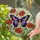 Tiffany Stained Glass Butterfly Poppy Flowers Art - Intricate Jewel Tones Design Stained Glass Suncatcher - 2