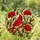 Red Cardinal Poppy Flowers Stained Glass Mosaic Art Tiffany Style Home Decor Stained Glass Suncatcher - 1