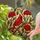 Red Cardinal Poppy Flowers Stained Glass Mosaic Art Tiffany Style Home Decor Stained Glass Suncatcher - 2