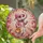Baby Elephant in Pink Hat Spectacles Jacket Dress - Ornate Stained Glass Tiffany Style Art Stained Glass Suncatcher - 2