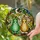 Green Pear Golden Gourd Stained Glass Art, Tiffany Clover Flower Mosaic Glowing Fruit Stained Glass Suncatcher - 2