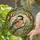 Chubby Chickadee Songbird Stained Glass Mosaic Branch Art - Tiffany Jewel Tone Decor Stained Glass Suncatcher - 2