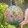 Dandelion Seed Head Tiffany Stained Glass Art - Intricate Botanical Nature Window Decor Stained Glass Suncatcher - 2