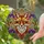 Highly Detailed Stained Glass Fox Head with Blue Eyes, Purple Flowers & Green Foliage Stained Glass Suncatcher - 2