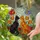Tiffany Style Cats Nuzzle Stained Glass Botanical Flowers Jewel Tone Home Decor Gift Stained Glass Suncatcher - 2