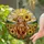 Highland Cow Sunflowers Shaggy Fur Tiffany Glass Mosaic Pastoral Landscape Home Decor Stained Glass Suncatcher - 2