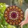 Tiffany Stained Glass Lotus Flower Dahlia - Multi-Pointed Star Geometric Mosaic Stained Glass Suncatcher - 2
