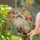 Ragdoll Cat Tiffany Style Stained Glass Floral - Poppies Mosaic Jewel Tone Art Stained Glass Suncatcher - 2