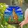 Tiffany Stained Glass Adult Kangaroo Joey Amber Orange Blue Sky Green Reeds Mosaic Stained Glass Suncatcher - 2
