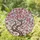 Detailed Edge-to-Edge Cherry Blossom Tree Stained Glass Mosaic Pink Blossoms Tiffany Style Jewel Tones Stained Glass Suncatcher - 1