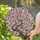 Detailed Edge-to-Edge Cherry Blossom Tree Stained Glass Mosaic Pink Blossoms Tiffany Style Jewel Tones Stained Glass Suncatcher - 2