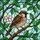 Sparrow Bird Stained Glass Mosaic Art - Tree Branch Leaves Pink Flower Colorful Design Stained Glass Suncatcher - 5