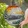 Vintage Steam Locomotive Train Winter Sunset Stained Glass Window Art Tiffany Style Stained Glass Suncatcher - 2