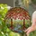 Tiffany Stained Glass Bleeding Heart Tree Trunks River Landscape Mosaic Window Art Stained Glass Suncatcher - 2