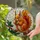 Squirrel Stained Glass Suncatcher with Pinecones & Leafy Branch - Tiffany Style Wildlife Art - 2
