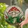 Green Frog Red Eyes Spotted Toadstool Stained Glass - Intricate Jewel Tone Nature Art Stained Glass Suncatcher - 2