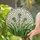 Dandelion Seed Heads Emerald Green Stained Glass - Tiffany Style Luminous Mosaic Art Stained Glass Suncatcher - 2