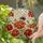 Fuzzy Bumblebee Pollinating Zinnia Flowers Stained Glass Tiffany Style Sunlit Decor Stained Glass Suncatcher - 2