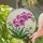 Vibrant Phalaenopsis Orchid Stained Glass Art - Tiffany Style Jewel Tone Mosaic Window Decor Stained Glass Suncatcher - 2