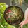 Green Frog Yellow Eyes Red Spotted Toadstool Forest Tiffany Stained Glass - Nature Decor Art Stained Glass Suncatcher - 2