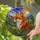 Red Fox Stained Glass Tiffany Style Mountain Forest Evergreens Stained Glass Suncatcher - 2