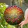 Wildflower Meadow Sunset Sky Pink Red Purple Flowers Lush Field Dramatic Mosaic Stained Glass Suncatcher - 2
