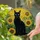 Black Cat Sunflowers Tiffany Style Stained Glass Mosaic Sunny Garden Window Display Stained Glass Suncatcher - 2
