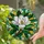 White Magnolia Flower Tiffany Stained Glass Mosaic Art, Intricate Geometric Dappled Light Stained Glass Suncatcher - 2
