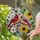 Red Male Female Cardinals Dogwood Sunflowers Berries Green Leaves Tiffany Mosaic Stained Glass Suncatcher - 2