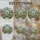 Stained Glass Greenhouse Interior Potted Plants Tiffany Style Luminous Mosaic Stained Glass Suncatcher - 4