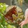 Brown Horse Head Max Stained Glass Wildflower Rural Barn Landscape Tiffany Style Stained Glass Suncatcher - 2