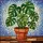 Lush Monstera Plant Stained Glass Window Decor - Terracotta Pot Mosaic Abstract Art Stained Glass Suncatcher - 5