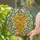 Vibrant Cascading Ginkgo Leaves Tiffany Stained Glass Art - Autumn Colors Mosaic Panel Stained Glass Suncatcher - 2