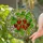 Tiffany Stained Glass Strawberry Cluster - Intricate Fruit Vine Dappled Sunlight Jewel Tones Stained Glass Suncatcher - 2