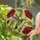 Intricate Hummingbird Poppy Stained Glass Mosaic - Window Art Home Decor Gift Stained Glass Suncatcher - 2