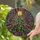 Tiffany Glass Christmas Tree Mosaic Sunburst Ornaments - Festive Holiday Winter Gift Stained Glass Suncatcher - 2
