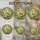 Cockatiel Stained Glass Art - Majestic Bird on Branch Green Foliage Sunny Landscape Stained Glass Suncatcher - 4
