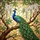 Majestic Peacock Wisteria Blossoms Stained Glass Art - Iridescent Tiffany Style Design Stained Glass Suncatcher - 5