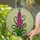 Pink Magenta Foxglove Flowers Stained Glass Mosaic Art - Tiffany Style Jewel Tone Floral Design Stained Glass Suncatcher - 2