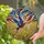 Highly Detailed Blue Red Barn Swallow Golden Wheat Tiffany Stained Glass Mosaic Art Stained Glass Suncatcher - 2