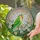 Green Lovebird Stained Glass Roses Mosaic - Tiffany Style Jewel Tones Home Decor Gift Stained Glass Suncatcher - 2
