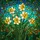Tiffany Stained Glass Daffodil Mosaic - Intricate Floral Bouquet Window Art Decor Stained Glass Suncatcher - 5