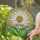 Daisy Flower 'Nancy' Name Stained Glass Art - Mosaic Sun Ray Leaves Decor Personalized Gift Stained Glass Suncatcher - 2