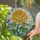 Chrysanthemum Flower Katherine Stained Glass Tiffany Jewel Tone Mosaic Sky Sunlight Stained Glass Suncatcher - 2