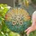 Tiffany Stained Glass Lily Flowers "Mom" Script - Radiant Sunrise Hills Mother's Day Gift Stained Glass Suncatcher - 2